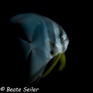 Batfish at Pintuyan house reef by Beate Seiler 